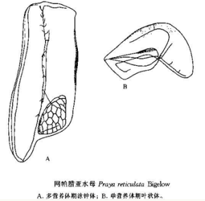 網狀帕臘水母