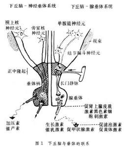 下丘腦－垂體系統[下丘腦－垂體系統]