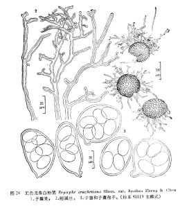 無色克魯白粉菌