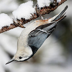 （圖）白胸鳾