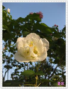 （圖）木芙蓉花