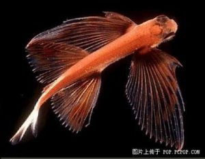 瑚蝶魚