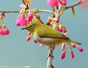 黃鳥[金翅（雀）屬一種名叫黃]