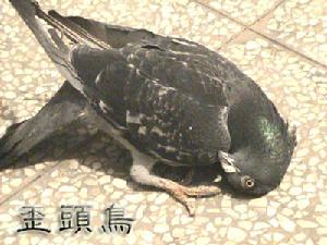 歪人鳥