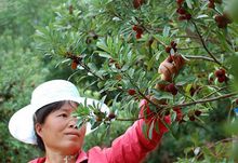 富民縣果農採摘楊梅