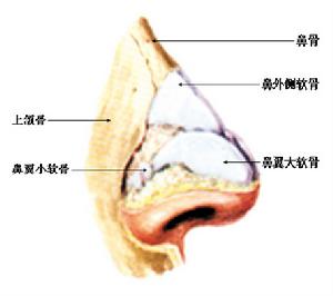 耳鼻咽喉梅毒