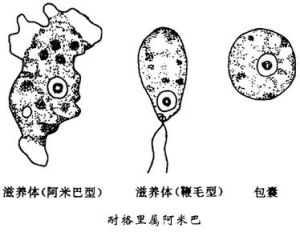 棘阿米巴原蟲