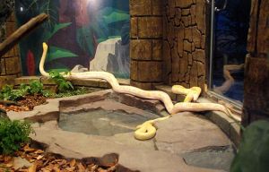 大連森林動物園熱帶雨林爬蟲館