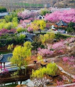 雪山梅園