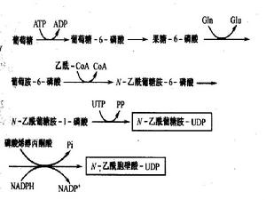 乙醯葡糖胺