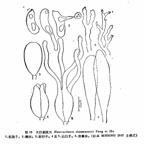 天目刺皮耳