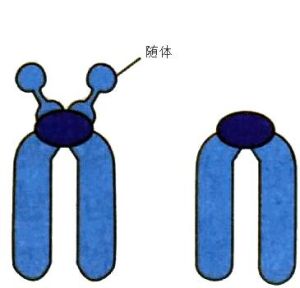 隨體