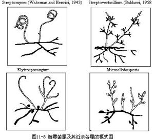 巴西遊動放線菌