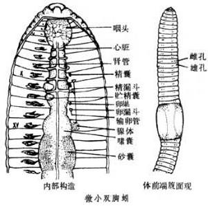 雙胸蚓屬