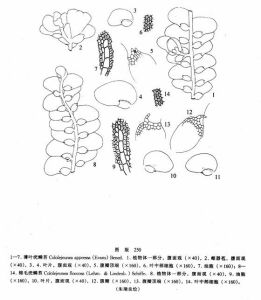 薄葉疣鱗苔