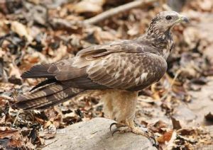 鳳頭蜂鷹南方亞種