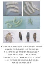 融合蠍毒素蛋白的生物學活性及殺蟲效果檢驗