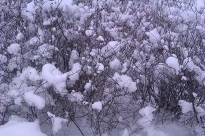 烏龍山雪景