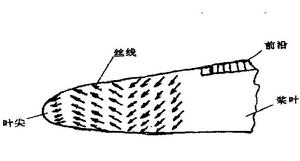 槳葉面尖部區域流譜圖