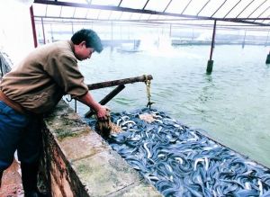 鰻魚養殖