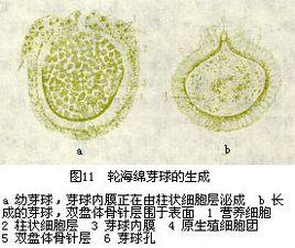 芽球