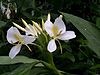 Hedychium coronarium by Wilder.JPG