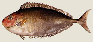 單板鼻魚