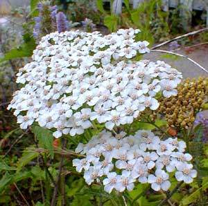 （圖）西洋蓍草