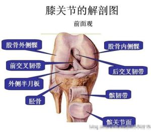 半月板結構圖