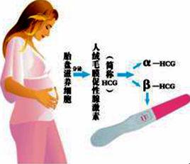 β-HCG