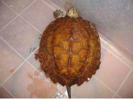 蘇拉威西白頭龜