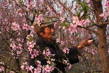 桃花島創始人陳建義