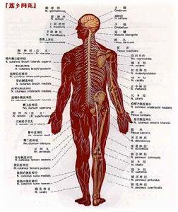 神經系統人體解剖掛圖