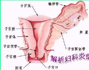 外陰結核