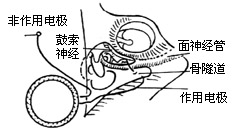 （圖）耳蝸覆膜的研究