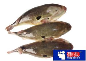 尖頭杜父魚