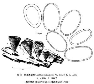 巨孢黑蛋巢