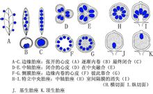 胎座