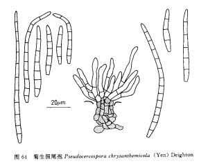 菊生假尾孢