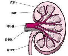 腎異位血管及副血管