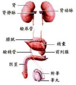 尿石症