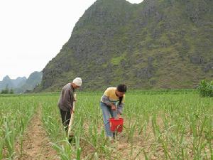 （圖）農業