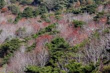 泰山桃花源