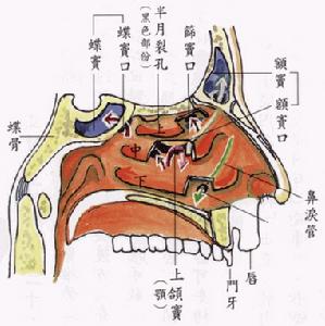 上呼吸道感染