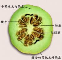 香瓜Cucumis melo L.