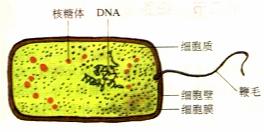 藍藻門