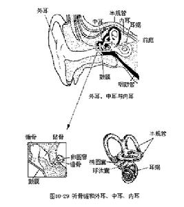 （圖）耳毒性藥物