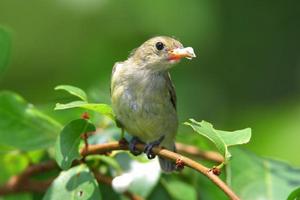 綠啄花鳥