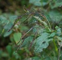 高黎貢山鳳仙花