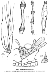 中華魚子菜